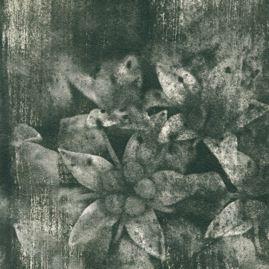 Shadow Bloom – art print – Niko Skorpio